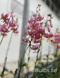 Candy Morning - Krollilja | Lilium (Martagon-Gruppen) - Bulbs.se