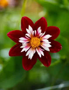 Night Butterfly - Dahlia Halskrås - mörkröd | Dahlia - Bulbs.se