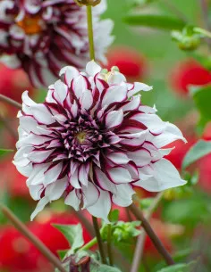 Tartan - Dahlia Dekorativ - vinröd vit | Dahlia - Bulbs.se