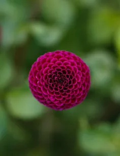 Rocco - Dahlia Pompon - mörklila | Dahlia - Bulbs.se