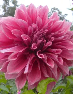 Emory Paul - Dahlia Dekorativ Jätte - rosa | Dahlia - Bulbs.se