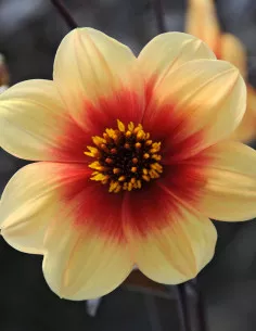Sunshine - Dahlia Enkel - gul | Dahlia - Bulbs.se