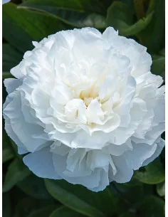 Mother's Choice - Luktpion| Paeonia lactiflora - Bulbs.se