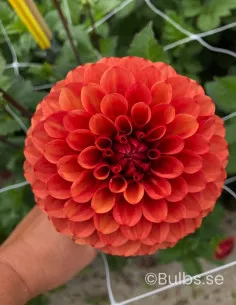 Brown Sugar - Dahlia Boll - orange | Dahlia - Bulbs.se