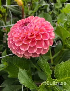 Caitlin's Joy - Dahlia Boll - rosa| Dahlia - Bulbs.se
