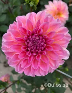 Esli - Dahlia Dekorativ| Dahlia - Bulbs.se