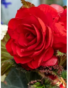 Scarlet Red Double - Knölbegonia | Begonia x tuberhybrida - Bulbs.se
