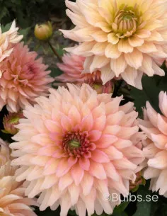 Gallery Leonardo - Dahlia Dekorativ | Dahlia - Bulbs.se