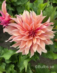 Labyrinth - Dahlia Dekorativ | Dahlia - Bulbs.se