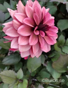 Night Silence - Dahlia Dekorativ | Dahlia - Bulbs.se