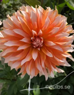 Orange & Snow - Dahlia Dekorativ - aprikos vit | Dahlia - Bulbs.se