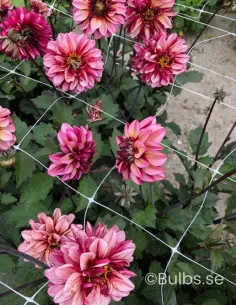 Senior's Hope - Dahlia Dekorativ - rosa | Dahlia - Bulbs.se