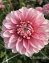 Strawberry Cream - Dahlia Dekorativ | Dahlia - Bulbs.se