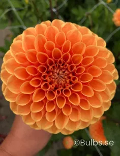 Sylvia - Dahlia Boll - orange | Dahlia - Bulbs.se