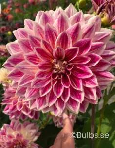 Temple of Beauty - Dahlia Dekorativ - rosa | Dahlia - Bulbs.se