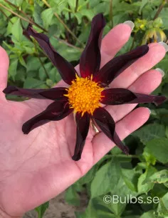 Verrone's Obsidian - Dahlia Diverse - mörkröd | Dahlia - Bulbs.se