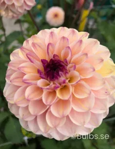 Wine Eyed Jill - Dahlia Boll - aprikosrosa | Dahlia - Bulbs.se