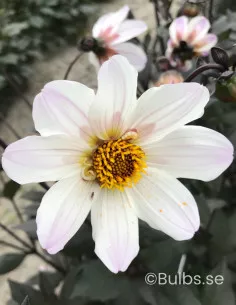 Bishop of Dover - Dahlia Enkel - vit | Dahlia - Bulbs.se