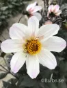 Bishop of Dover - Dahlia Enkel - vit | Dahlia - Bulbs.se