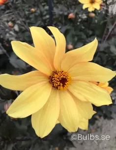 Bishop of York - Dahlia Enkel - gul | Dahlia - Bulbs.se