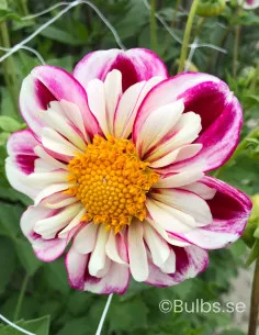 Bumble Rumble - Dahlia Halskrås - rosa | Dahlia - Bulbs.se