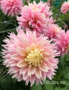 Just Married - Dahlia Kaktus - rosa | Dahlia - Bulbs.se