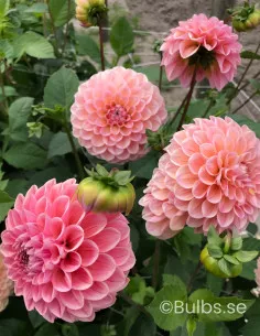 Linda's Baby - Dahlia Boll - aprikosrosa | Dahlia - Bulbs.se