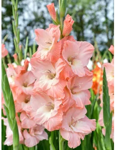 Karma - Storblommig Gladiol| Gladiolus (Storblommiga-Gruppen) - Bulbs.se