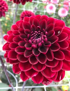 Manoa - Dahlia Dekorativ | Dahlia - Bulbs.se