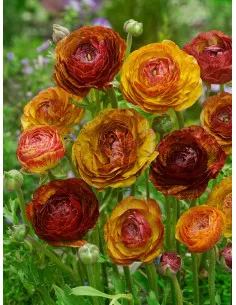 Aviv Picotee Café - Bukettranunkel| Ranunculus asiaticus - Bulbs.se