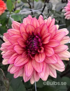 Molly Raven - Dahlia Dekorativ - rosalila | Dahlia - Bulbs.se