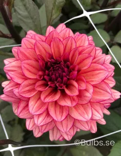 Molly Raven - Dahlia Dekorativ - rosalila | Dahlia - Bulbs.se