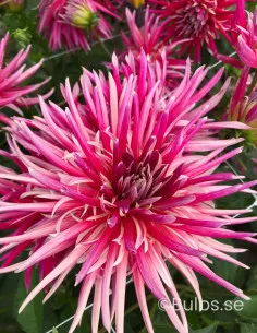 Samourai - Dahlia Kaktus - rosa | Dahlia - Bulbs.se