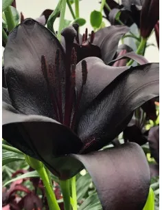 Nightrider - Asiatisk Lilja| Lilium (Longiflorum-Asiatiska Gruppen) - Bulbs.se