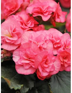 Nonstop Pink - Knölbegonia| Begonia x tuberhybrida (Nonstop-Serien) - Bulbs.se