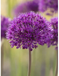 Purple Sensation - Purpurlök | Allium hollandicum - Bulbs.se
