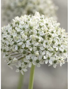 Svartlök | Allium nigrum - Bulbs.se