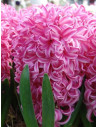 Pink Pearl - Trädgårdshyacint