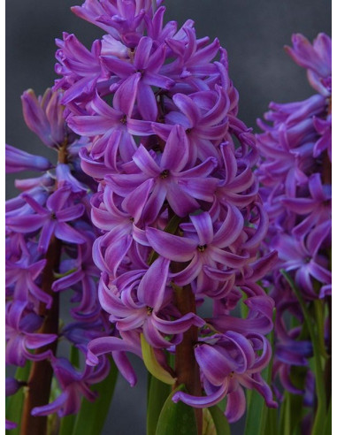 Purple Sensation® - Trädgårdshyacint/Puutarhahyasintti