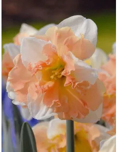 Apple Pie - Stjärnnarciss | Narcissus x incomparabilis - Bulbs.se