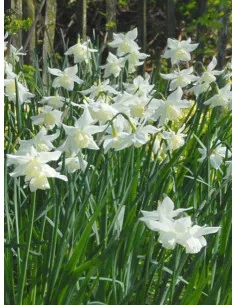 Tresamble - Orkidénarciss | Narcissus (Triandrus-Gruppen) - Bulbs.se