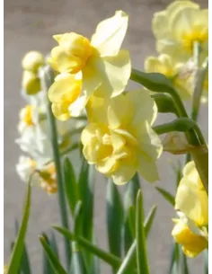 Yellow Cheerfulness - Bukettnarciss| Narcissus x medioluteus - Bulbs.se