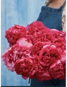 Command Performance - Hybridpion| Paeonia lactiflora hybrida - Bulbs.se