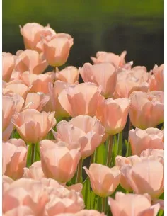 Apricot Beauty - Tulpan Enkel | Tulipa gesneriana (Sena Enkelblommiga Gruppen) - Bulbs.se