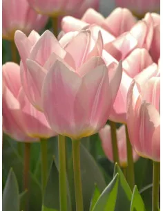 Apricot Delight - Tulpan Darwin | Tulipa (Darwinhybrid-Gruppen) - Bulbs.se