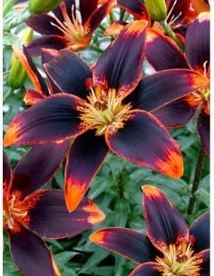 Forever Susan - Asiatisk Lilja | Lilium (Asiatiska Gruppen) - Bulbs.se