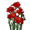 Double Red - Freesia