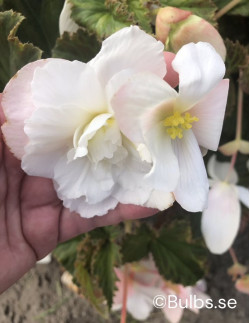 Cascade White - Hängbegonia| Begonia x tuberhybrida (Pendula-Gruppen) - Bulbs.se