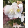 Pendula Cascade White - Kaskadbegonia