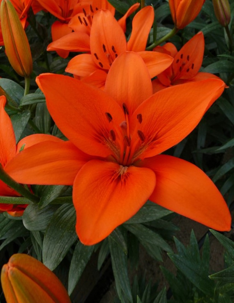 Orange Summer - Asiatisk Lilja